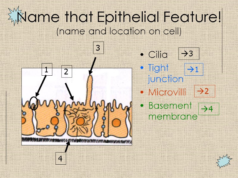 Name that Epithelial Feature! (name and location on cell) Cilia Tight junction Microvilli Basement